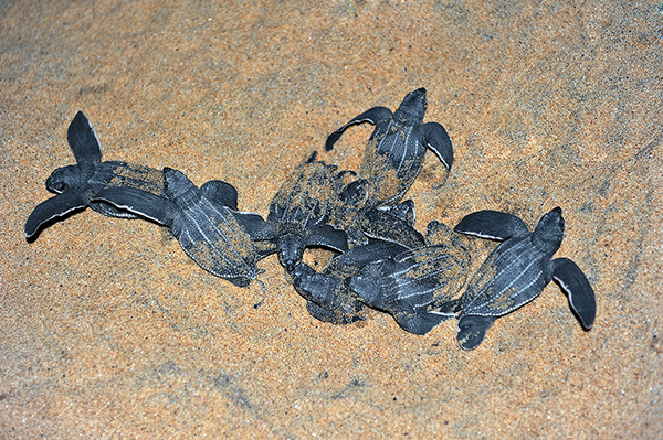 Leatherback turtles emergence once  the sand has cooled at night