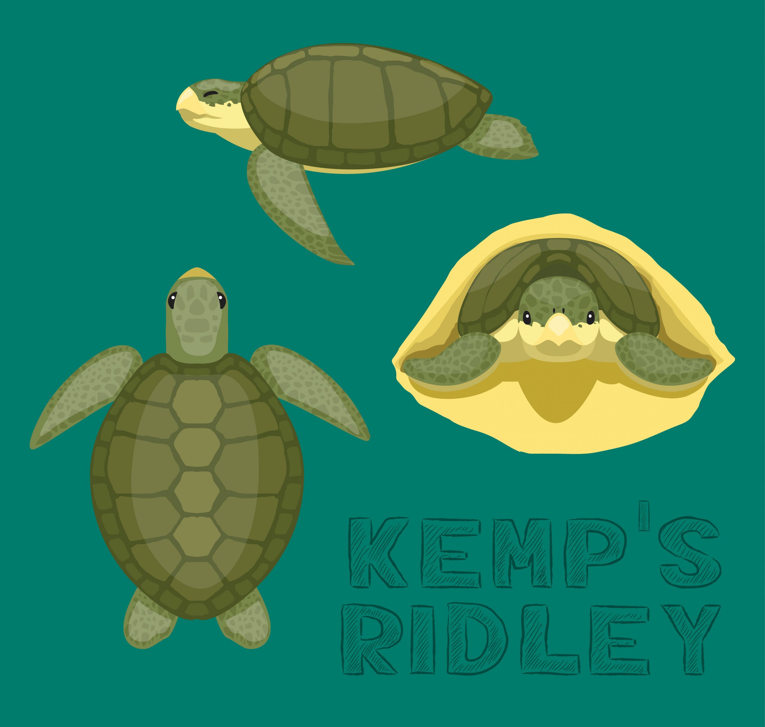 Sea Turtle Kemp's Ridley Cartoon Vector Illustration