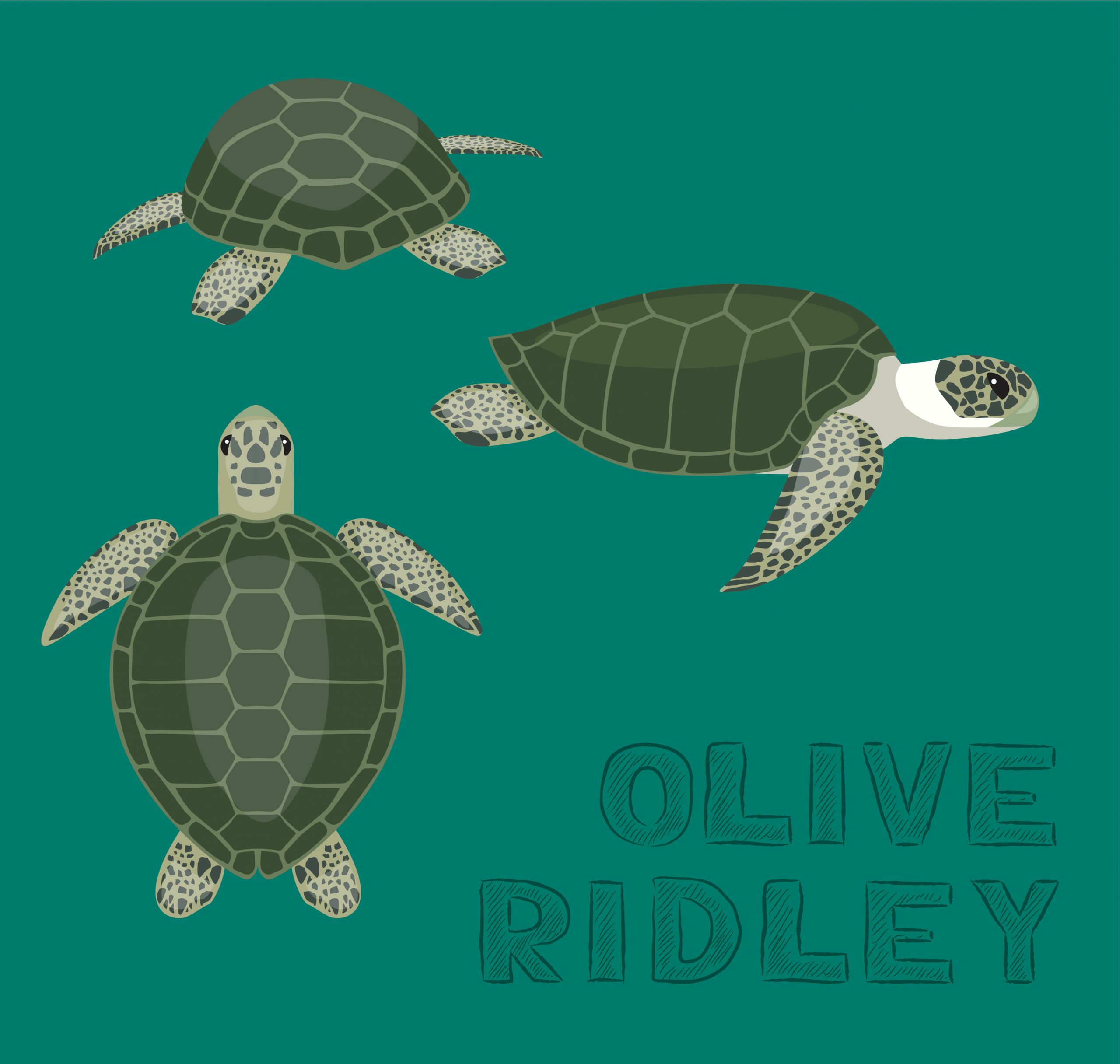 Sea Turtle Olive Ridley Cartoon Vector Illustration