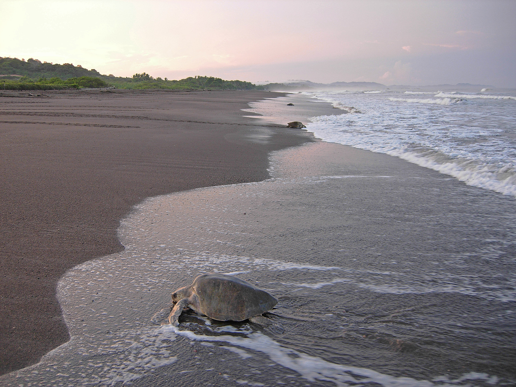 Several female specimens of the Olive ridley sea turtle (Lepidoc