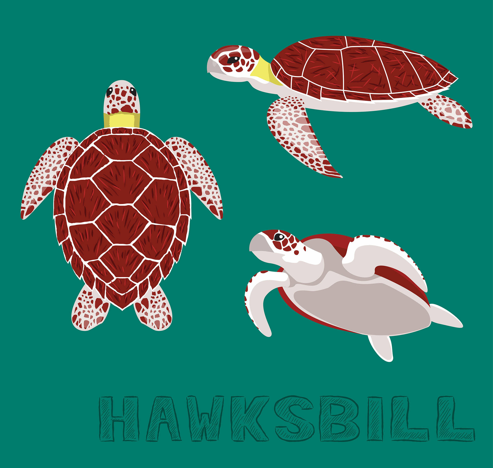 Sea Turtle Hawksbill Cartoon Vector Illustration