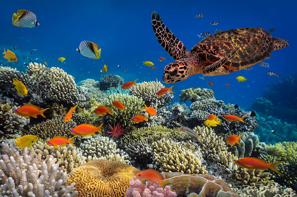 Turtle - Eretmochelys imbricata floats under water. Red Sea, Egypt