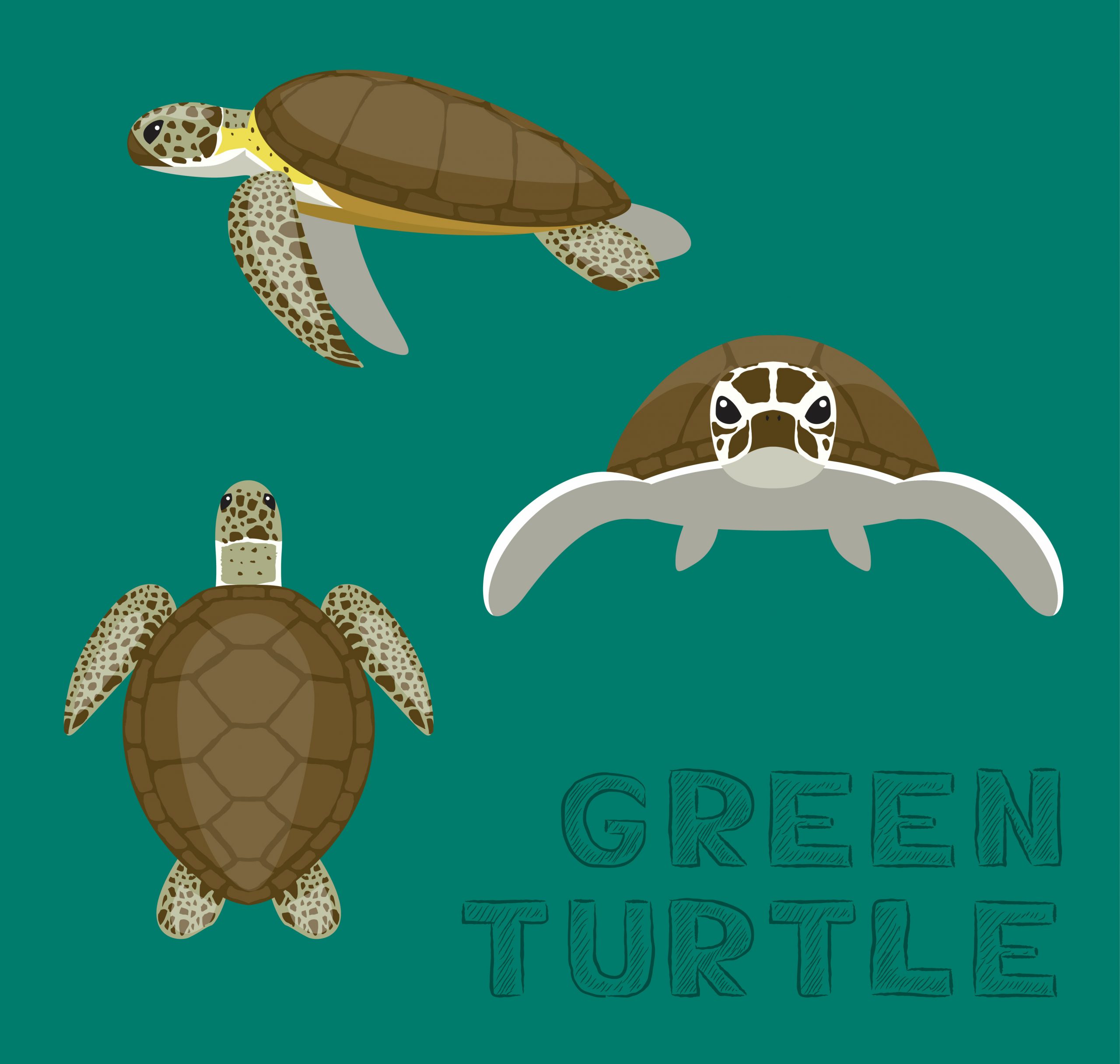 Sea Green Turtle Loggerhead Cartoon Vector Illustration