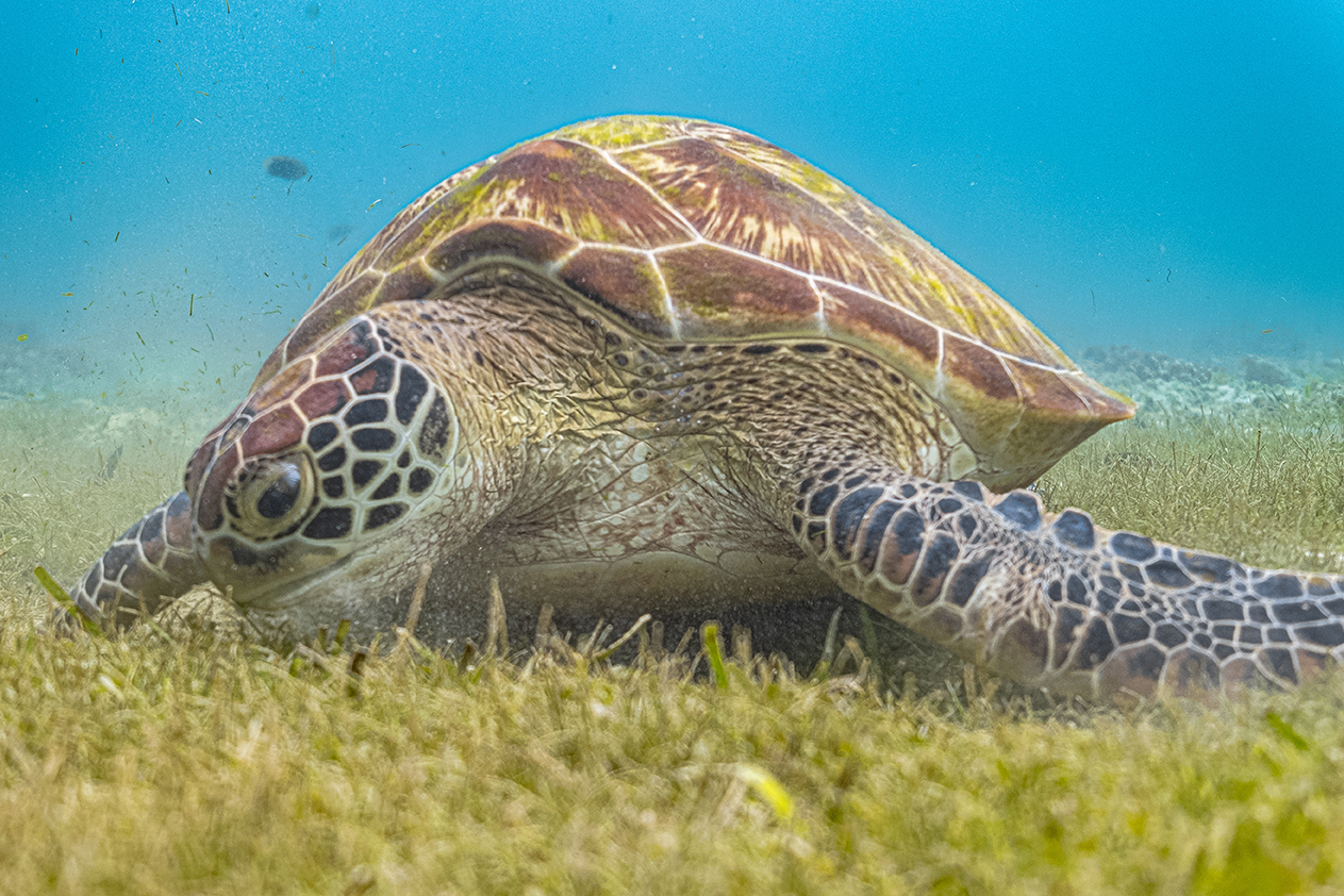 Close up view of a green sea turtle feeding on a sea grass. Gree